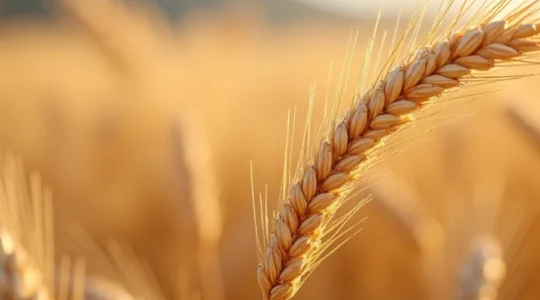 durum wheat