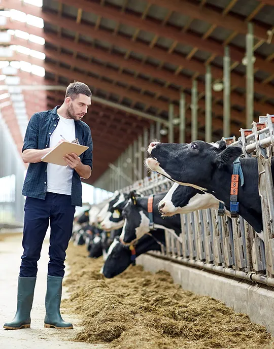 Modern livestock farming - balancing productivity and animal welfare